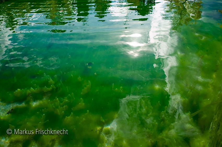 algae_pond.jpg