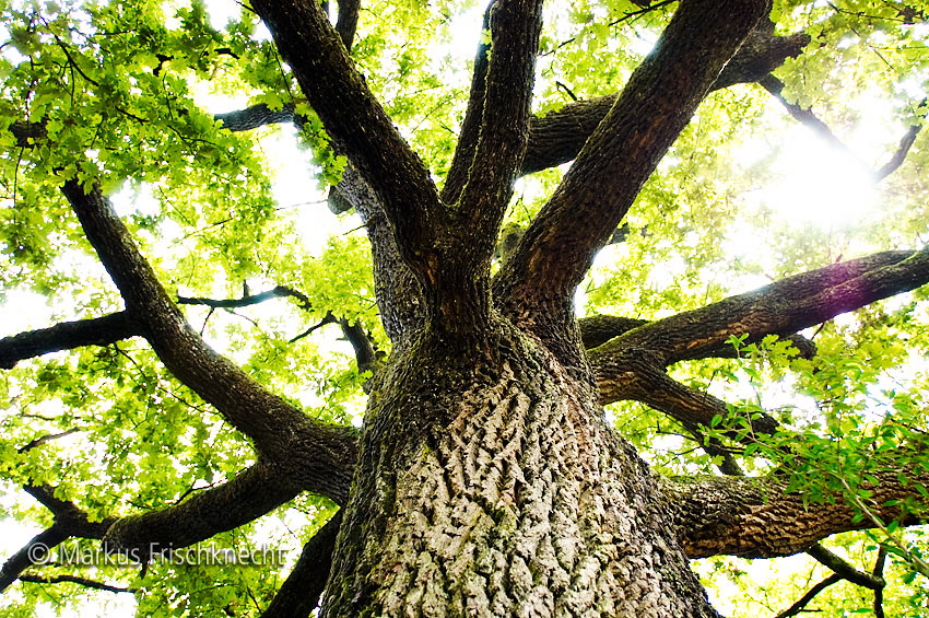 wide_tree.jpg
